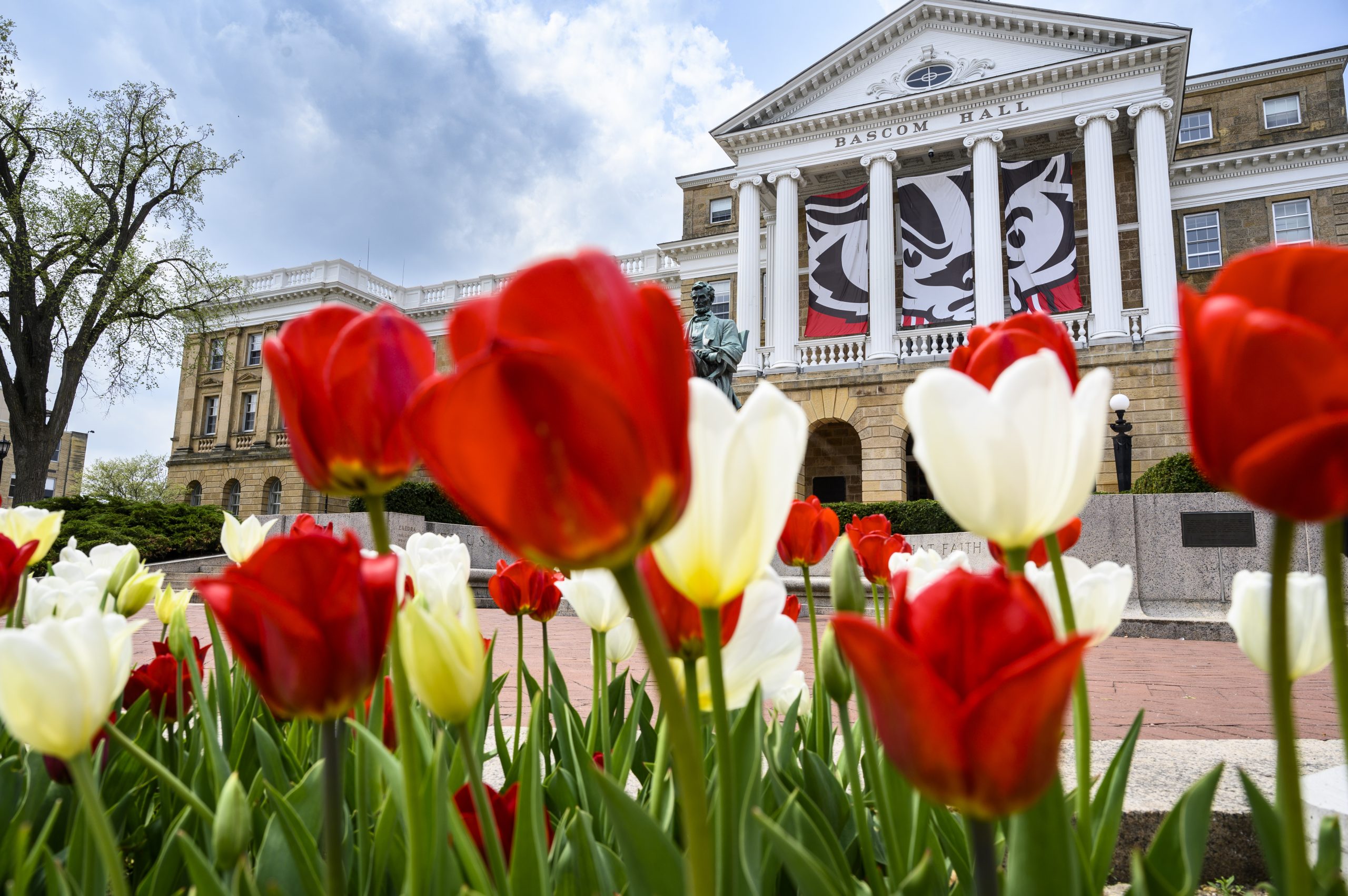 Red and white tulips in front of a Bascom Hall