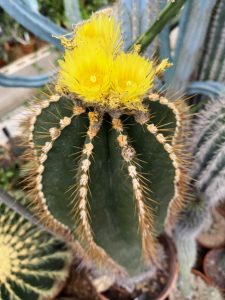 A cactus with a yellow flower on top